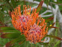 South africa has a fabulous array of indigenous flowers that enhances the country's natural beauty and diversity. Protea Flower Blossom Bloom Flora Plant Nature South Africa Flowering Plant Growth Pxfuel