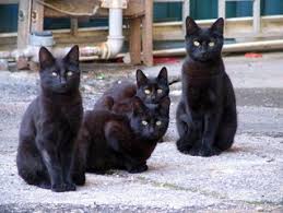 If you like, you can download pictures in icon format or directly to created add 34 pieces, transparent black cat images of your project files with the background. Free Cat Black Images Pictures And Royalty Free Stock Photos Freeimages Com