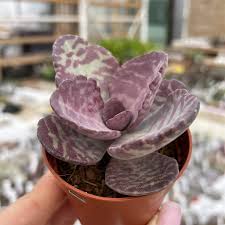 Image result for Kalanchoe humilis