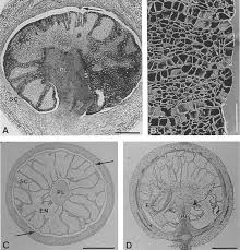 Image result for Ixora burundiensis
