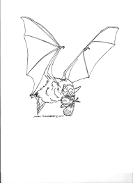 Bat Coloring Page Bat Coloring Pages Coloring Pages Character Design