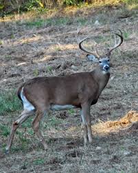 The newly created zones d and e will allow hunters to gun hunt before and during the peak of the deer breeding season in those locations. Biologist Bill Gray On Types Of Deer Management For Private And Public Lands Mossy Oak