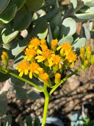 Image result for Senecio