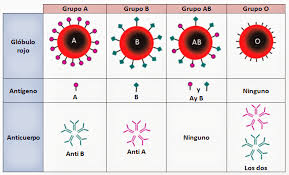 Factor Rh El Factor Rh Es Una Proteina Integral De La Membrana De Los Globulos Rojos Aquellas Personas Que Poseen Est Tipos De Sangre Los Tipitos Hematologia