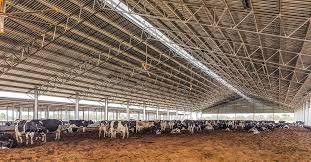 Compost barn limits/questions ▪bedding availability and costs ▪management level ▪scalability ▪heat tolerant bacteria ▪environmental impact? Dairy Loafing Shed Design Loafing Barns Techspan Building