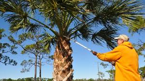 Maybe you would like to learn more about one of these? Extreme Pruning Puts Fla Palm Trees In Peril