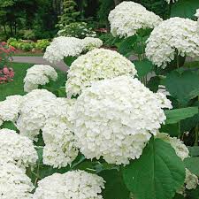 Hortensien Schneiden Mit Diesen Tipps Machen Sie Alles Richtig In 2020 Incrediball Hydrangea Hortensien Garten Pflanzen