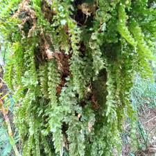 Image result for Trichomanes crispiforme