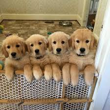 Five of them are males and three of them are females. Greenlandpuppieshome Noblehomeretir1 Twitter