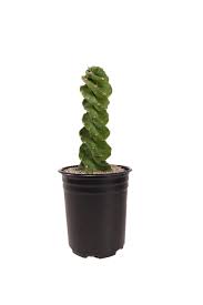 Image result for Senecio forbesii