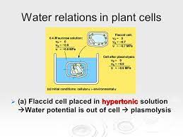 In a turgid plant cell the water potential is. Water Potential Osmosis Water Potential The Combined Effects Of 1 Solute Concentration 1 Solute Concentration 2 Physical Pressure Cell Wall Ppt Download