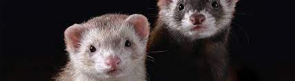 Many in the ferret community dislike petco a lot as they mostly sell marshall ferrets. Routine Exams For Ferrets Petco
