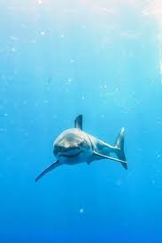 Powerful Majestic Shark Hayvanlar Hayvanlar Alemi Balik