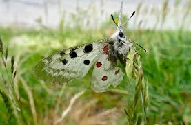 Image result for Parnassius apollo