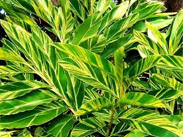 It's an excellent antioxidant medicinal plant that relieves fever. Alpinia Zerumbet Variegated Plants Whitsunday