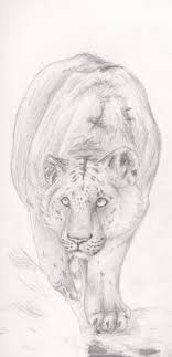 Liger Sketch By Daesiy On Deviantart They are the world's largest ligers occur when a male lion breeds with a female tiger. liger sketch by daesiy on deviantart
