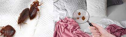 Get free best exterminators near me now and use best exterminators near me immediately to get % off or $ off or free shipping. Bed Bugs In Sharjah Pest Control For Bed Bugs In Sharjah Bed Bugs Pest Control In Sharjah