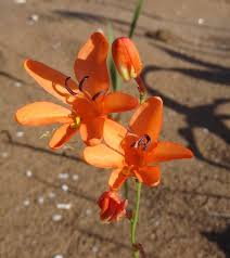 Image result for Tritonia moggii