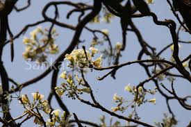 Image result for Radermachera xylocarpa