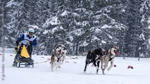 Voila la partie dans laquelle nordics aventures apparaît dans l'émission tourné cette été au lac de bozel ! A La Course De Chiens De Traineau Du Lac Blanc Bons Baisers Du Rhin Superieur