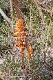 Image result for Orobanche
