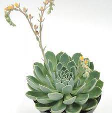 In spring, it sends up 8 in. Blue Atoll Echeveria