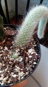 Allow the cutting to dry for several days until the cut end has callused over. Bought This Monkey Tail Cactus Hildewintera Colademononis As A Cutting Over Half A Year Ago All It Did Was Root And Get Longer Today I Took It For A Watering And Noticed These