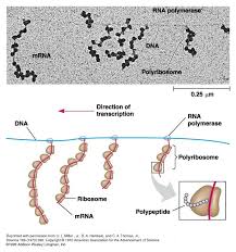 Polyribosomes Genetica