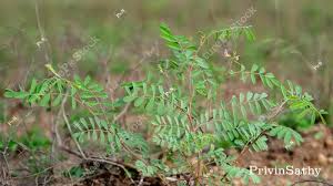 Image result for Tephrosia paniculata