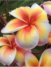 Plumeria Plumeria Flowers Beautiful Flowers Plumeria