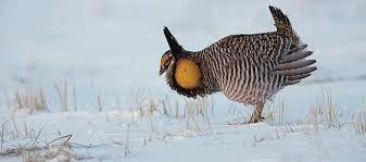 The 10 Most Recent Animal Extinctions In Canada Macleans Ca