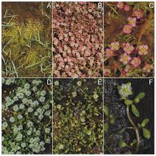 Image result for Elatine