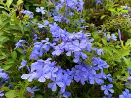 Plant in all sun types. 17 Blue Perennials For Your Garden Garden Lovers Club