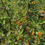 Image result for Cordia sinensis