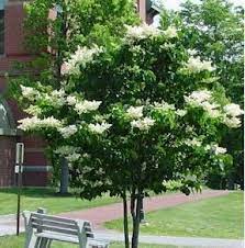 Japanese Tree Lilac 25ft Zone 3 7 Rounded Form And Spreading Growth Very Fragrant White Flowers Mid June White Lilac Tree Japanese Tree Japanese Lilac Tree