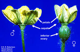 Image result for Cucurbitaceae