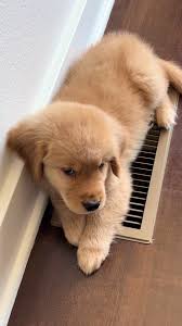 Golden Retriever Puppy Edits