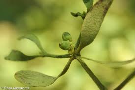 Image result for Viscum cylindricum