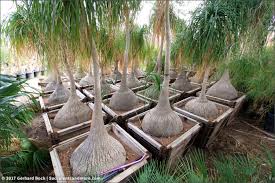 Cathedral city, palm springs, palm desert, rancho mirage, la quinta, indian wells, bermuda dunes, indio, and more! Sunland Cactus Nursery