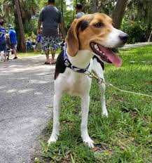 Beagle blue tick hound puppy. Coonhound Beagle Mix Is This Curious Hybrid Right For You