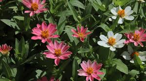 Image result for Zinnia angustifolia