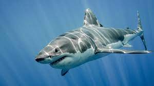 人喰いザメ集結！？世界で最も危険なサメTOP5をガチのサメ好きが解説付きで紹介！ | Board-Gill