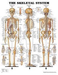 The corresponding area in an animal can also be referred to as the chest. Human Anatomy Bones Chest Chest Skeletal Anatomy Human Skeleton Anatomy Human Skeletal System Human Bones Anatomy