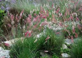 Image result for Melinis nerviglumis