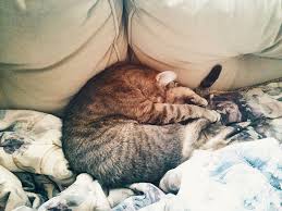 My Cat Sleeps All Day Is This Normal Is It Unhealthy