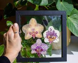 Pressed Dried Orchid Orchid Lover Gift Pressed Flower Frame Herbarium Floral Arrangement Table Ornament Desk Botanical Decor Botanical Decor Pressed Flowers Flower Frame