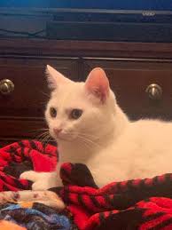 How to rehome a cat in Houston, Texas?