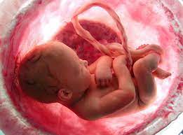 Inilah kondisi bayi 8 bulan dalam rahim ibu. Ini Tandanya Jika Berat Badan Janin Normal Dan Sehat Cek Di Sini Semua Halaman Nakita