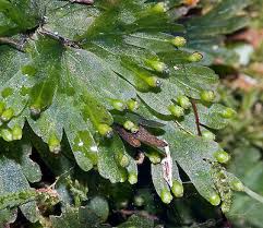 Image result for Hymenophyllum splendidum