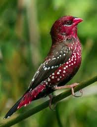 Amandava Amandava Kirmizi Avadavat Red Munia Veya Cilek Finch Yabani Kus Ziva Planeta Zeme Living Planet Earth Kus Rengarenk Kuslar Ve Kus Resiml